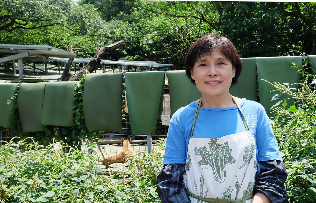 「晚上不知是餵狗還是餵老鼠！」光電業者點燈，卓媽媽狗場成全台首座100%綠能浪浪之家