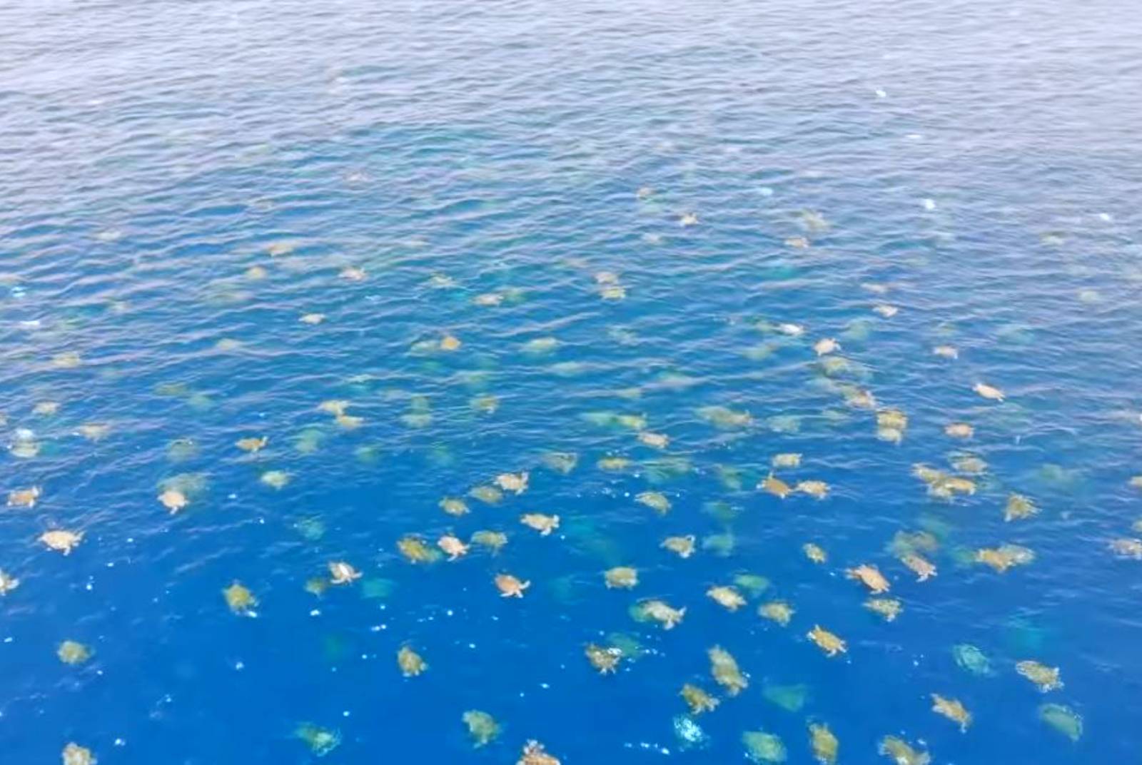 影/壯觀!空拍大堡礁6萬多隻綠蠵龜上岸產卵