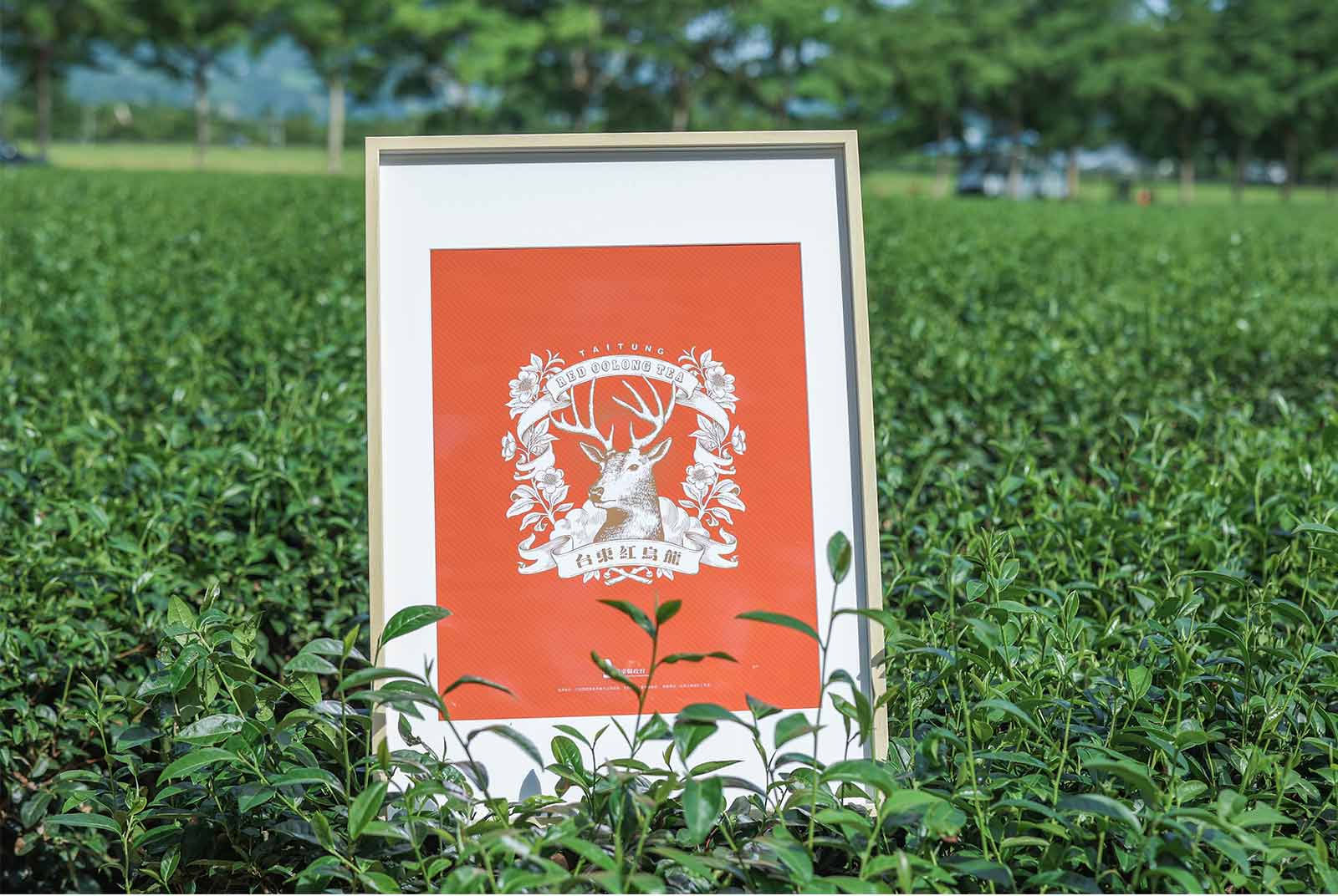 【幸福慢經濟】來喝一杯紅烏龍茶，聽在地故事更認識臺東