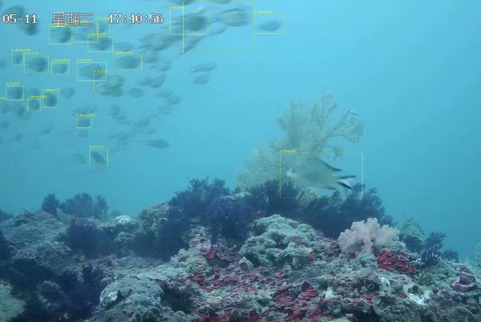 水下AI辨識魚種 全天候偵測助海洋生態復育