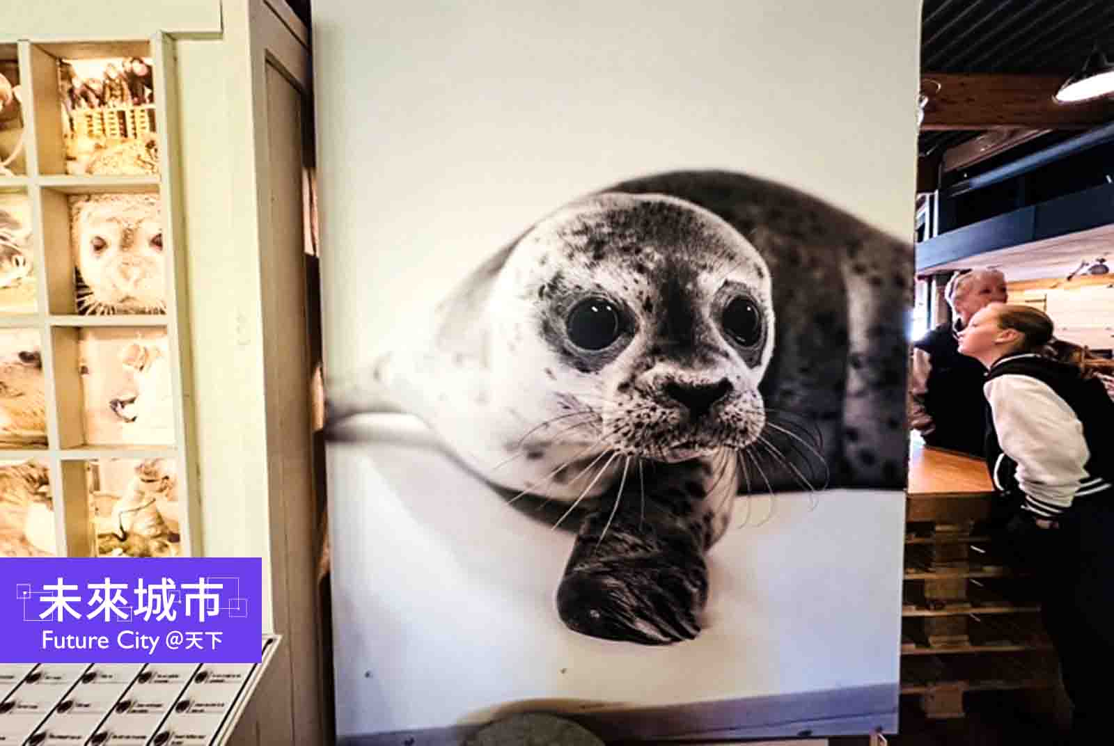 荷蘭海豹幼稚園：不僅是救援中心，更是未來海洋生態教育館｜投書