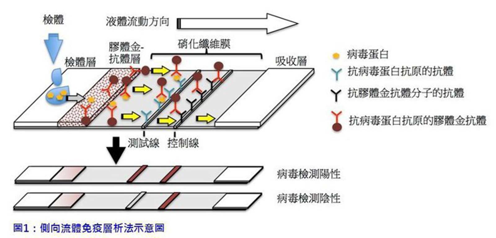 社區廣篩-新冠肺炎-Covid 19-抗體快篩-抗原快篩-PCR檢測