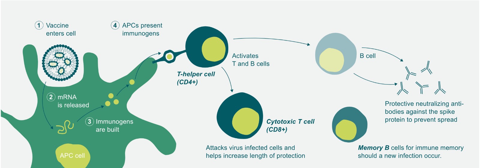 新冠疫苗-BNT輝瑞疫苗-mRNA-疫苗開發-新冠肺炎