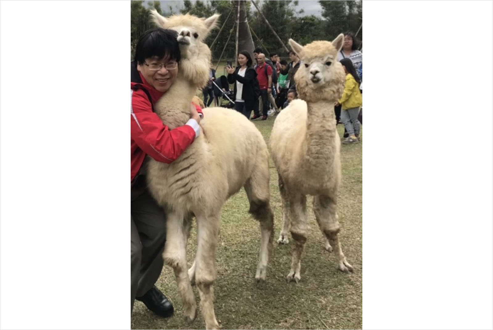 羊駝-生態園區-新竹-新竹科學園區-林一平-智慧城市