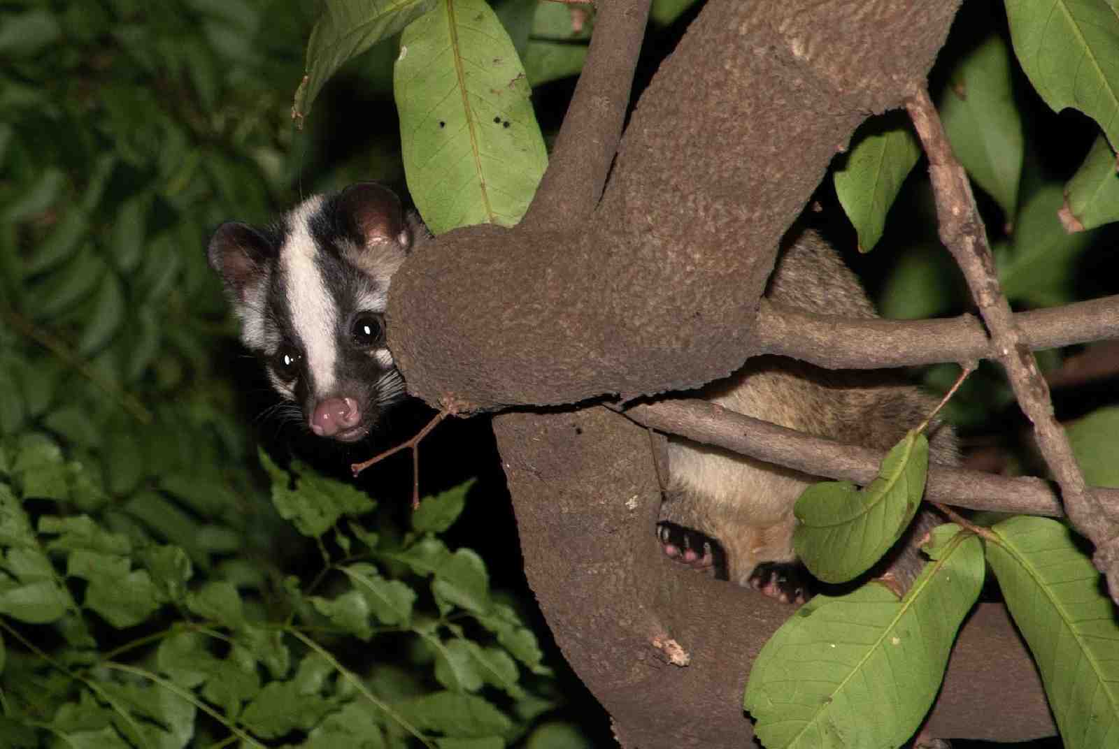 sdgs-sdg15-動物保護-生態保育-城市-城市生態-白鼻心-動物研究-城市化-動物-保育類動物