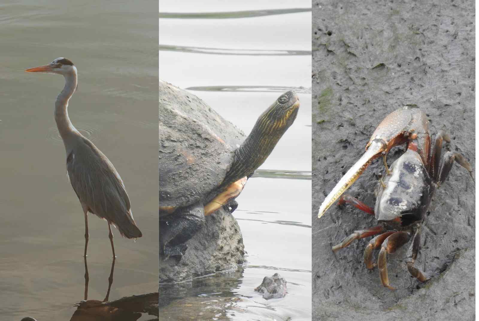 生態保育-河川-河濱-生物棲息地-台北-生態廊道-濕地-自然-環境教育-基隆河-磺溪-都市綠地