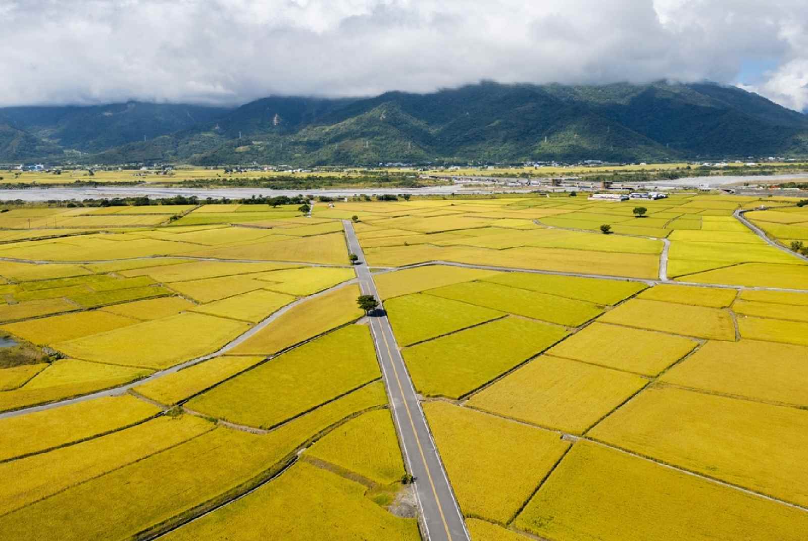 台東-城市治理-王志輝-關稅-慢經濟-農業-池上-稻米-天堂路-農村經濟-出口-地方經濟