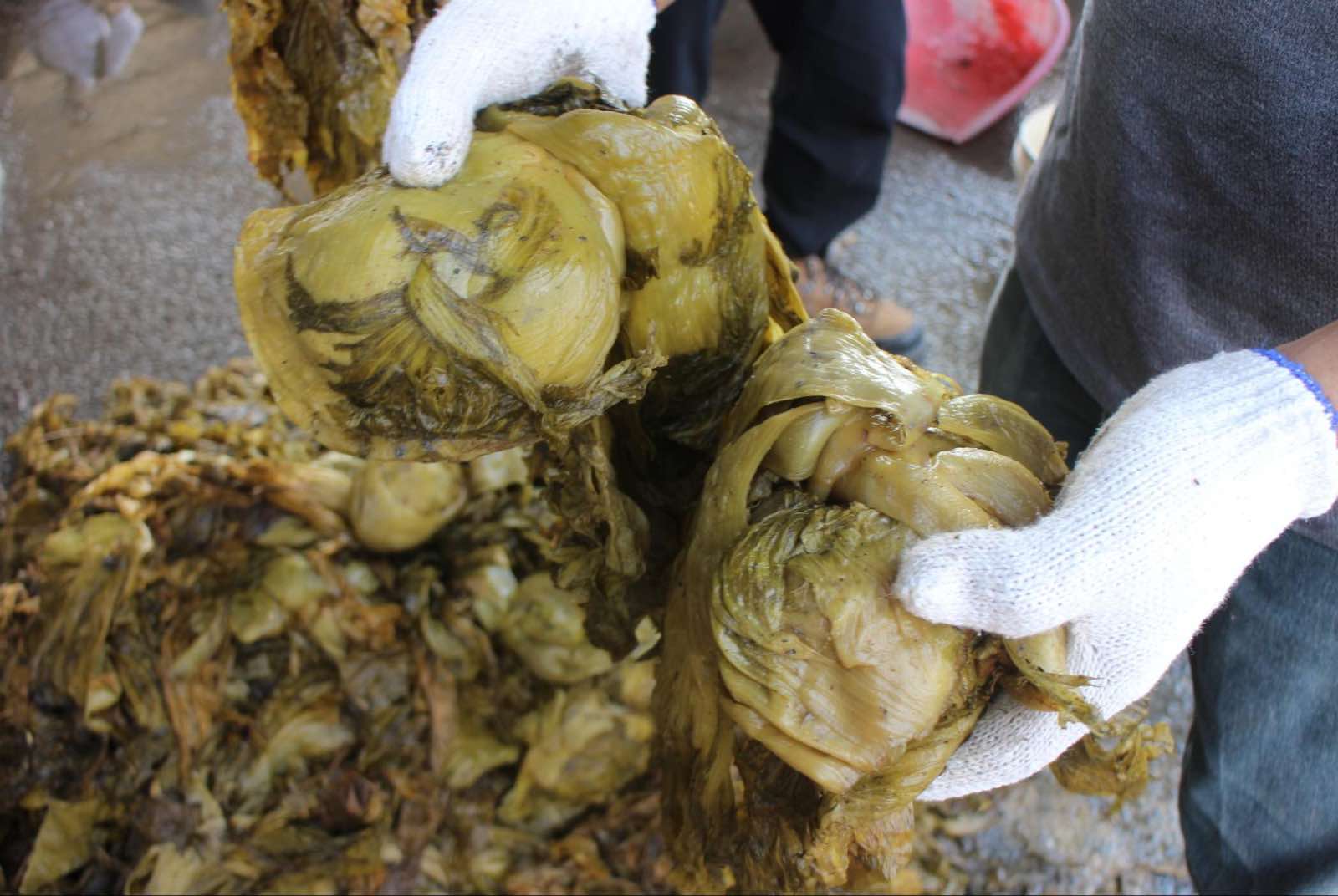 酸菜-大埤鄉-循環經濟-文蛤-養殖-醃製廢水-雲林-芥菜